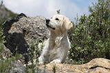 GOLDEN RETRIEVER 746